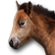 Файл:Mustang 02.png