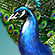 Файл:Peacock.png