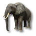 Файл:Elefant.png