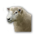 Файл:Овца.png